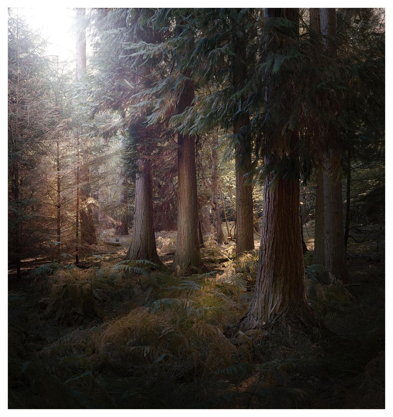 Sunlight streams through tall trees in a forest with ferns on the ground.