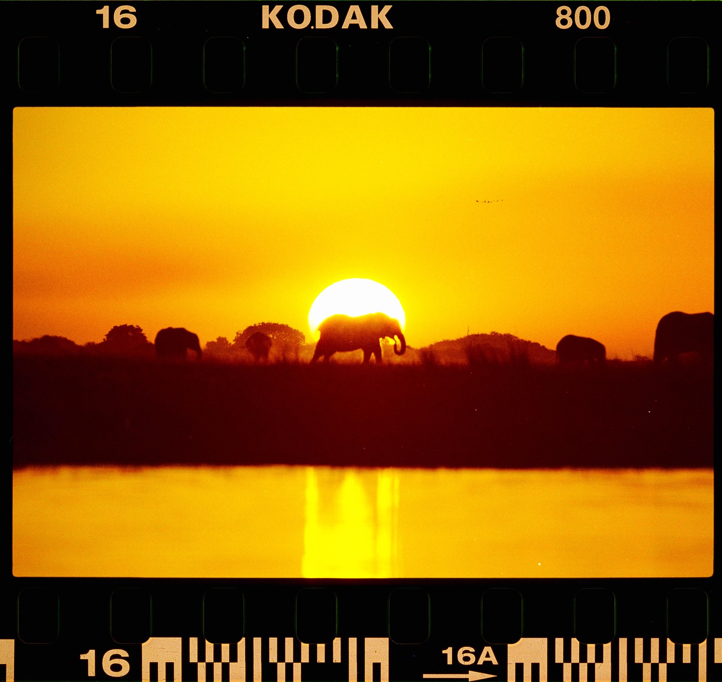 An elephant is silhouetted against a bright orange sunset with other elephants and trees in the background, reflected in water.