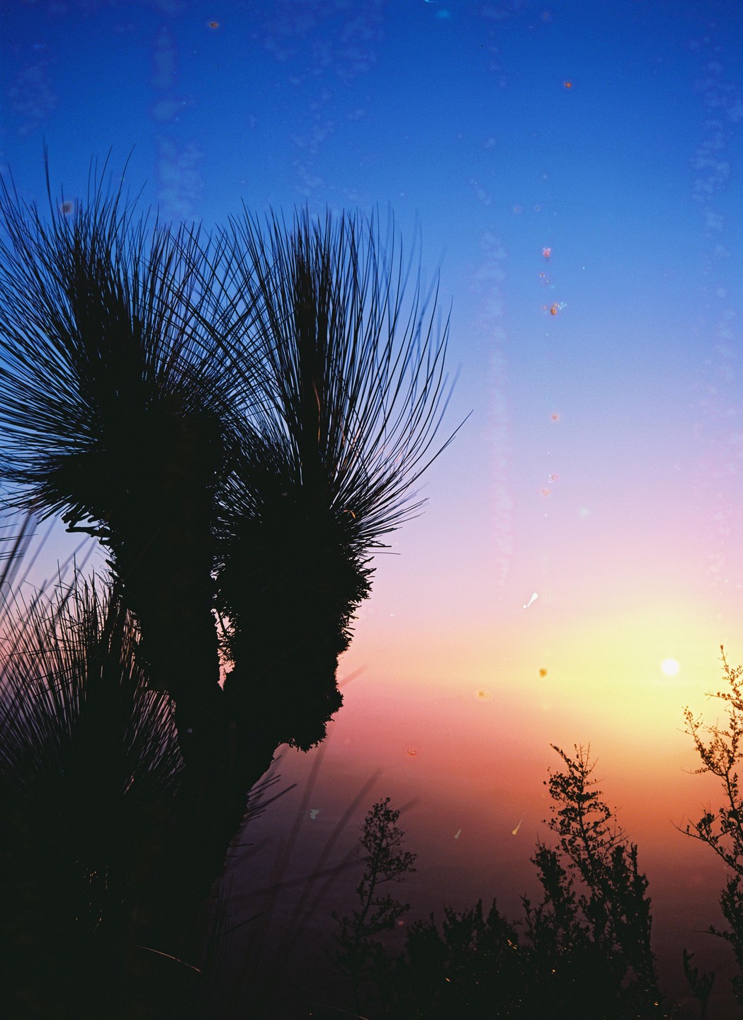 A silhouette of a grass tree stands against a colorful sunrise sky with visible film damage.