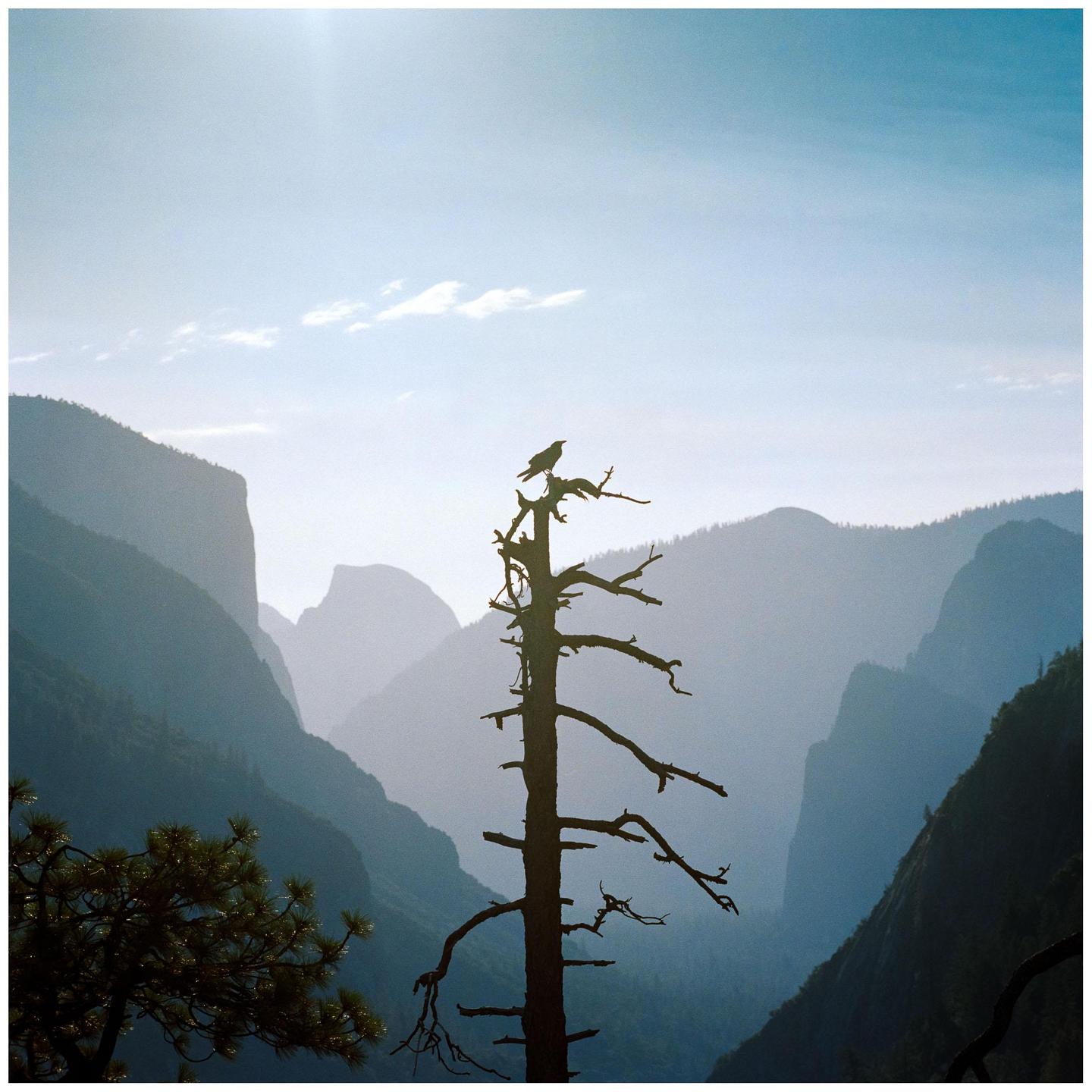 A crow perches atop a silhouetted dead tree in Yosemite Valley with hazy mountains in the background.