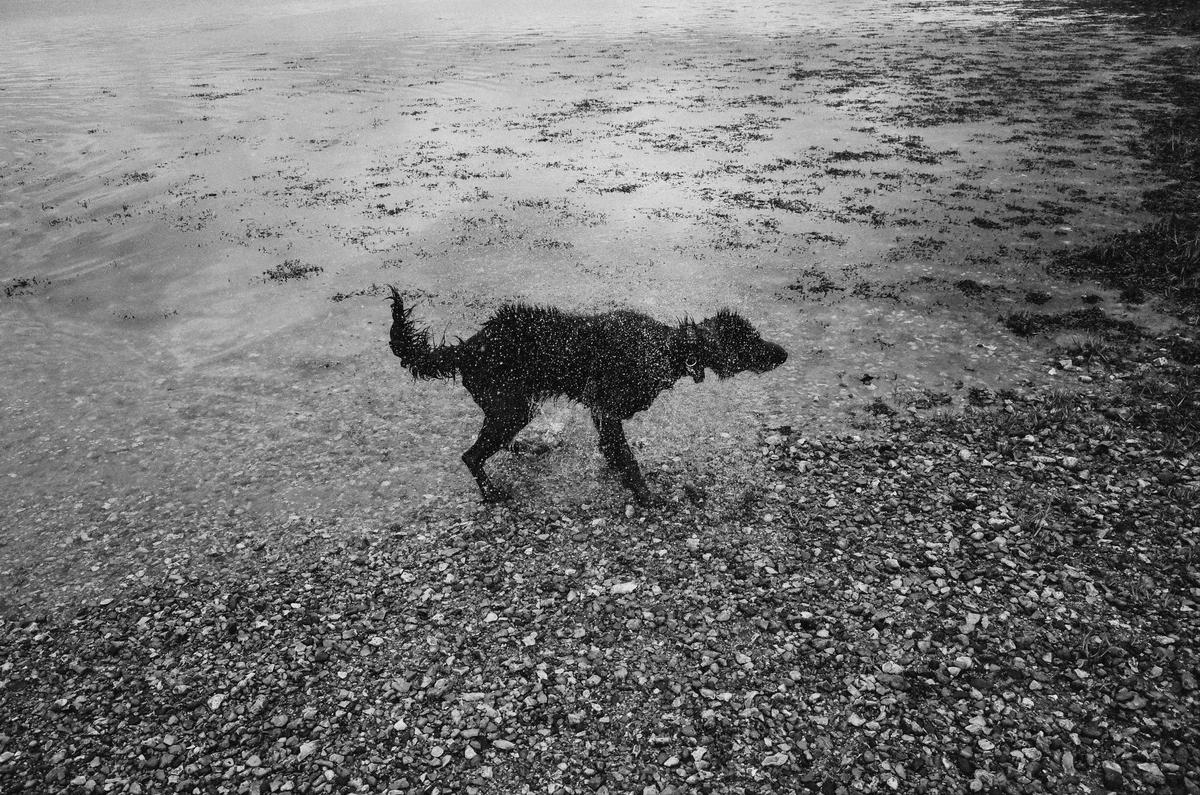 A wet dog shakes water from its fur while standing on a rocky shore next to a body of water.
