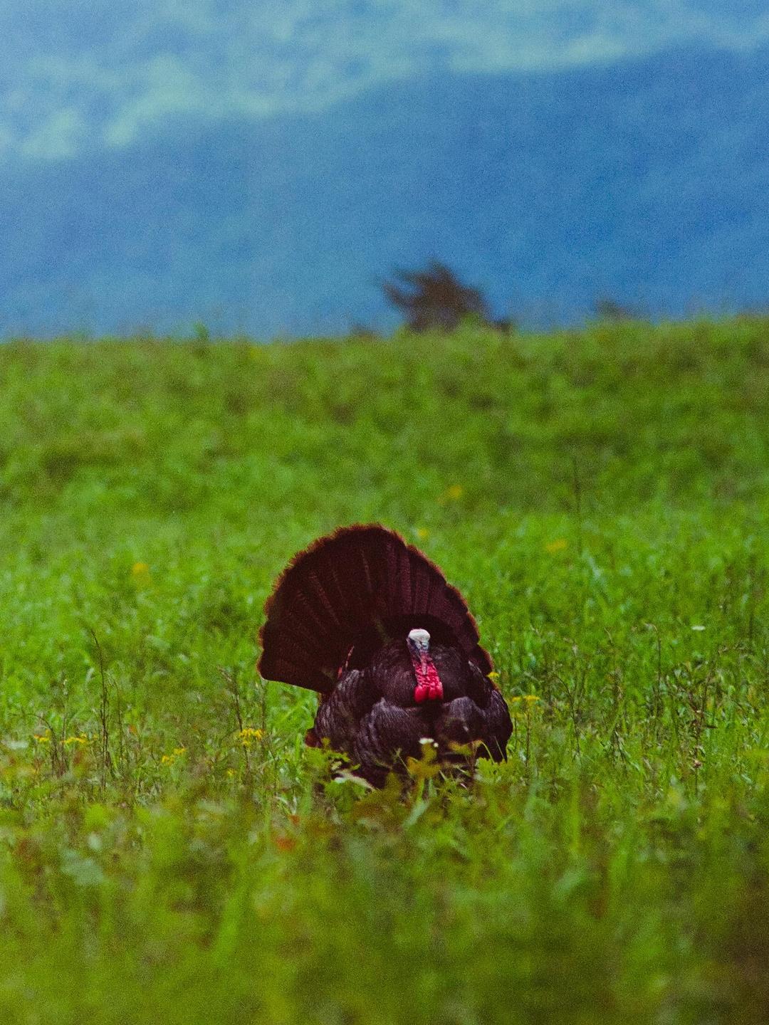 A turkey with its tail fanned out stands in a field of tall green grass under a blue sky.