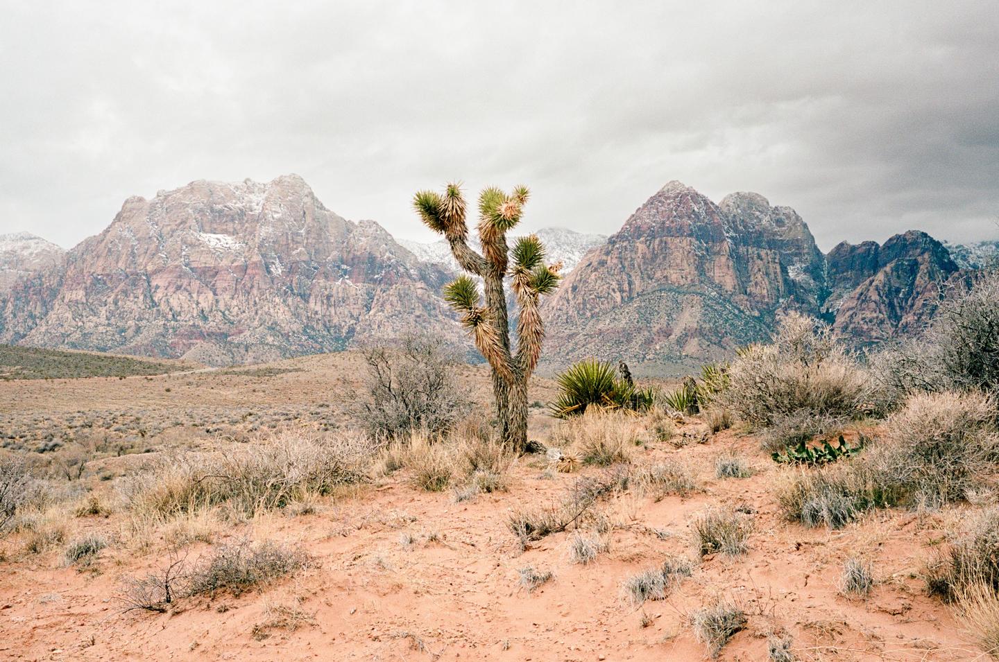 A joshua tree stands in a desert landscape with mountains in the background under a cloudy sky.