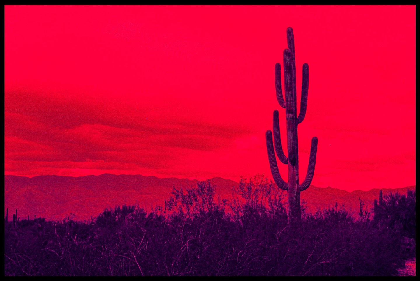 A saguaro cactus stands tall against a vibrant red sky with mountains in the distance.
