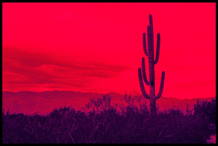 A saguaro cactus stands tall against a vibrant red sky with mountains in the distance.