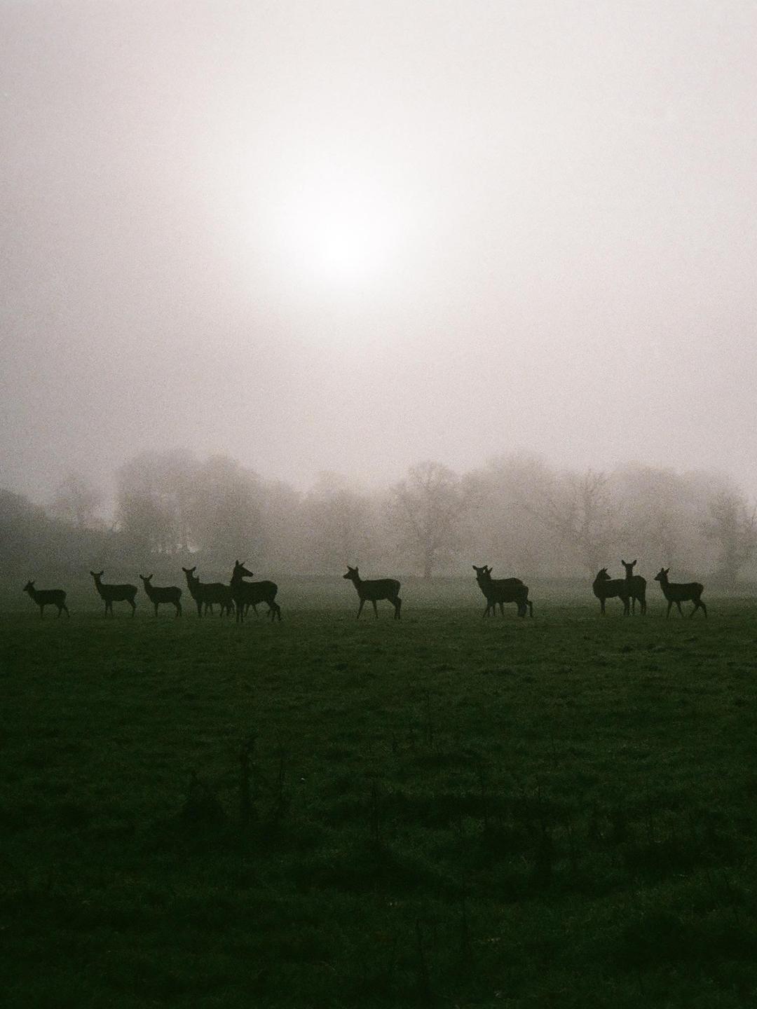 A herd of deer stands in a misty field with trees in the background.