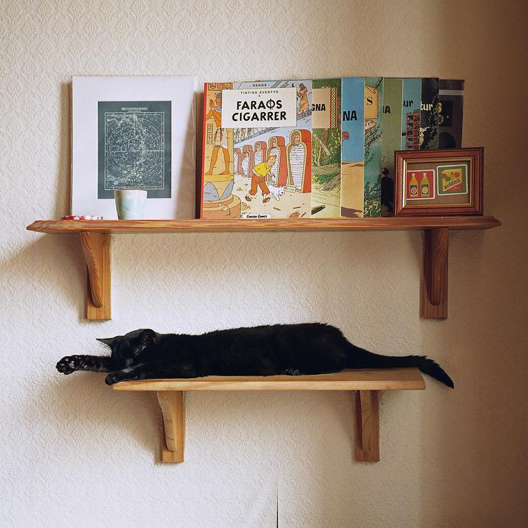 A black cat is sleeping on a wooden shelf below another shelf with books and framed art.