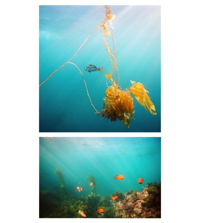Two underwater photographs show fish swimming among kelp and coral.