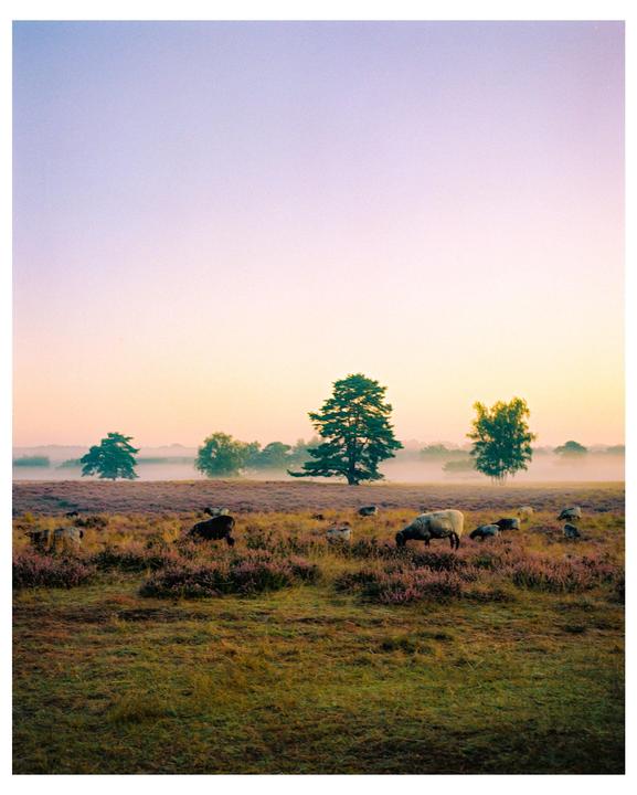 Sheep graze in a field of purple heather with trees in the distance under a hazy sky.