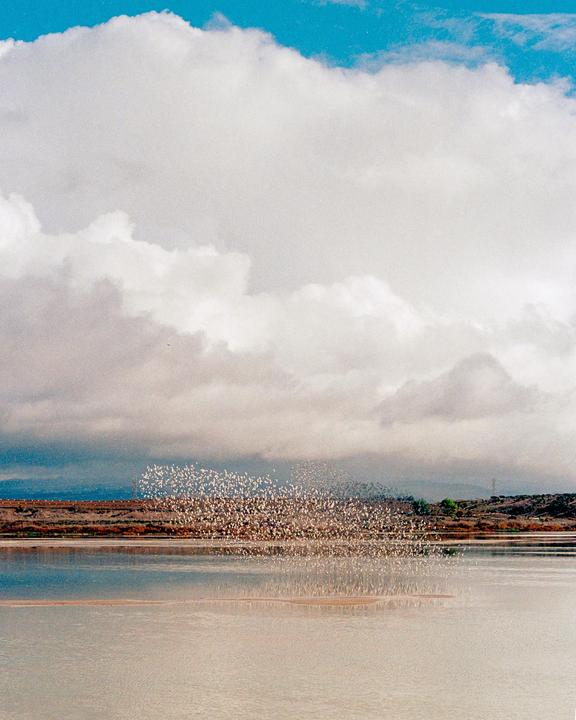 A large flock of birds flies low over a body of water with a cloudy sky above.