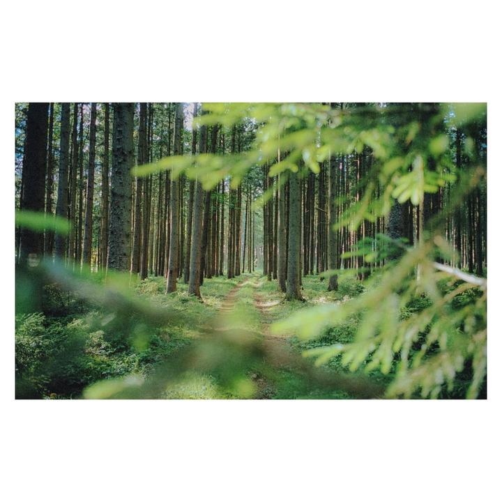 A narrow path leads through a dense forest of tall, slender trees with green foliage in the foreground.
