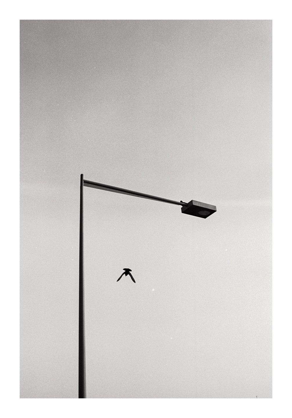 A bird flies past a street light against a bright sky.