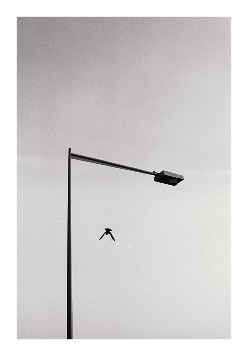 A bird flies past a street light against a bright sky.