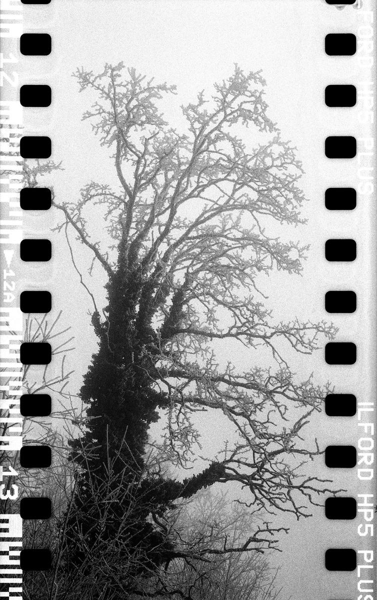 A large tree with bare, frost-covered branches stands in a foggy landscape.
