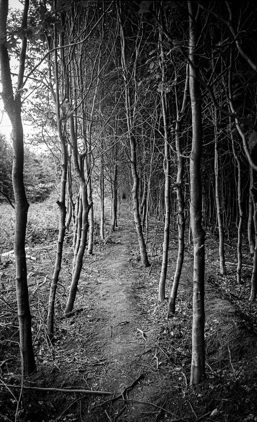 A narrow path leads through a dense forest of bare trees.