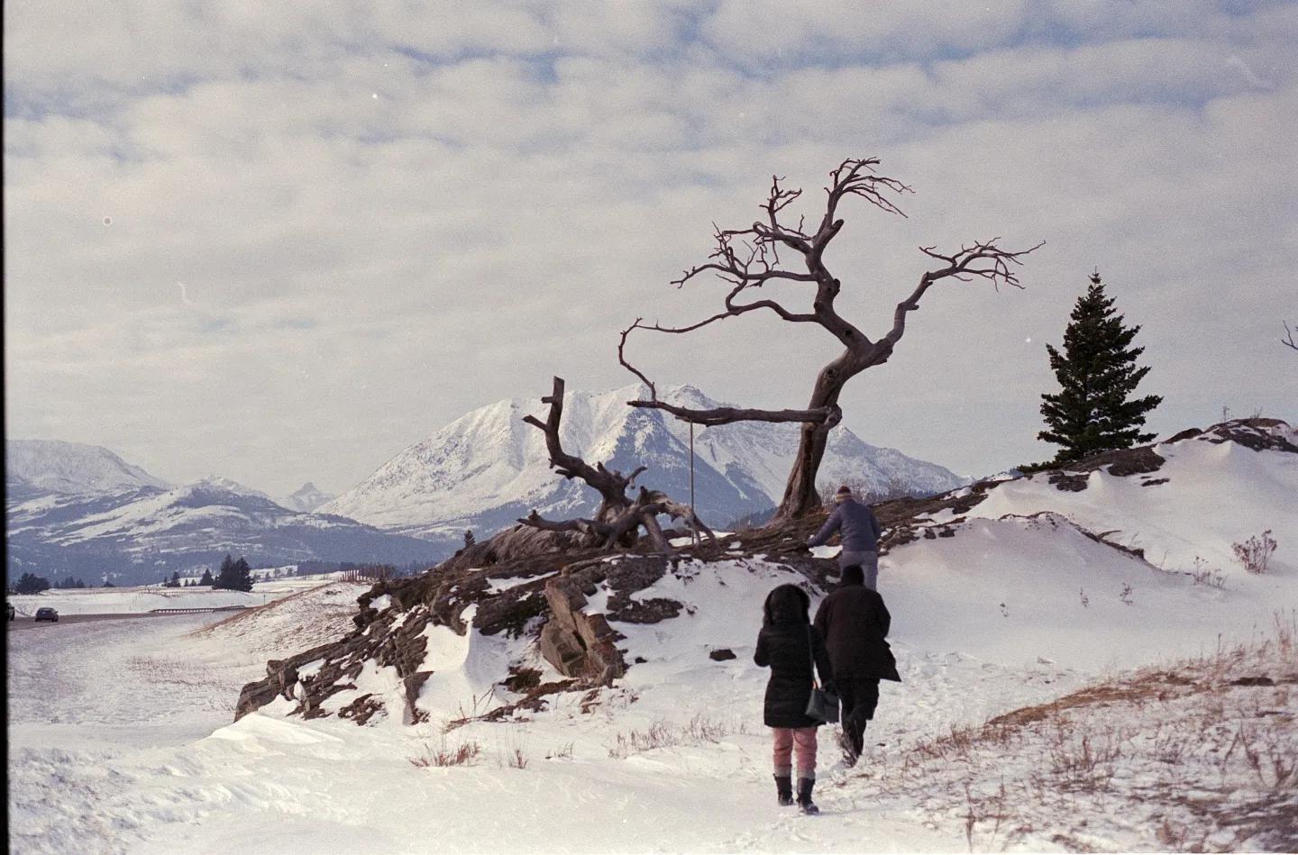 Three people walk up a snowy hill towards a large, gnarled, leafless tree with snow-capped mountains in the background.