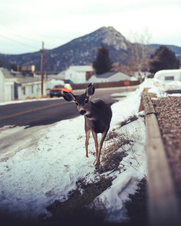 A deer stands on a snowy roadside with a mountain in the background.