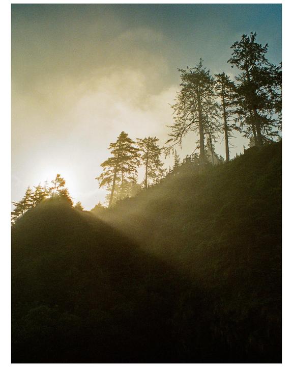 Sunlight streams through a hazy forest on a hillside.
