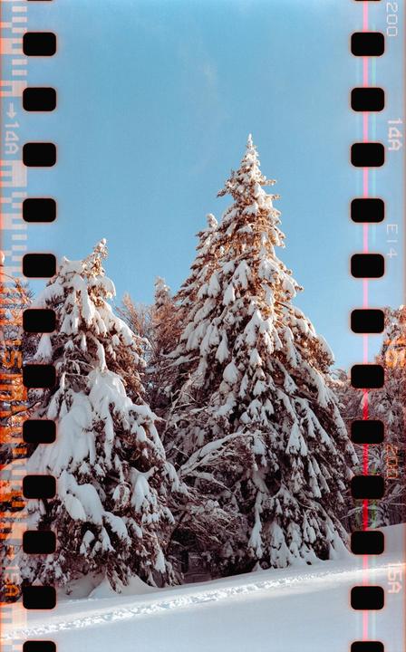 Snow-covered pine trees stand against a clear blue sky, with sunlight illuminating their branches.