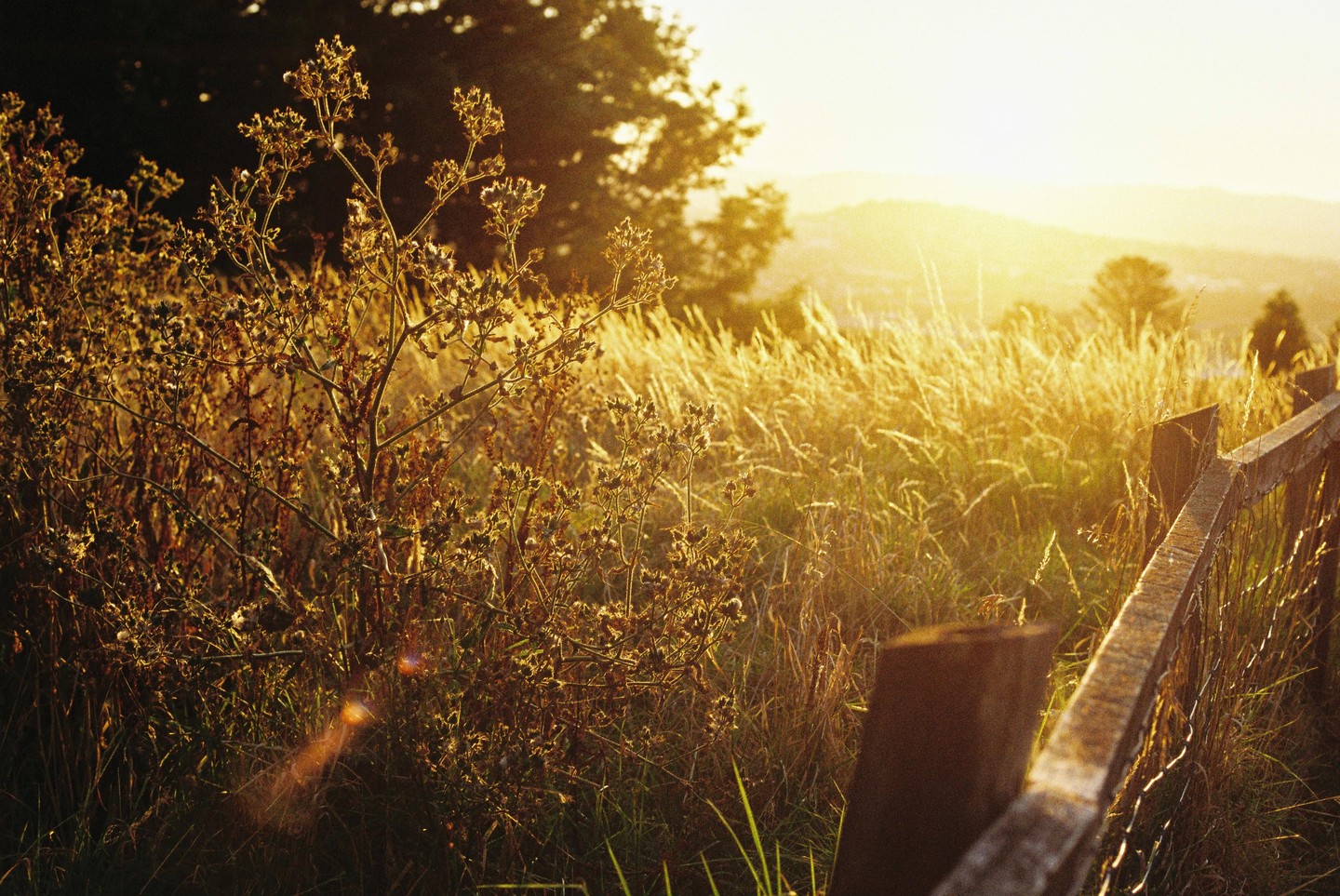 A wooden fence runs through a field of tall grass and wildflowers at sunset.