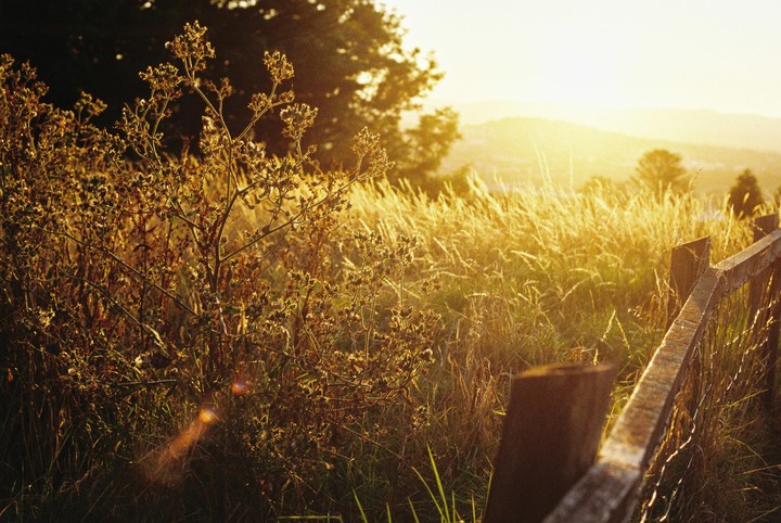 A wooden fence runs through a field of tall grass and wildflowers at sunset.