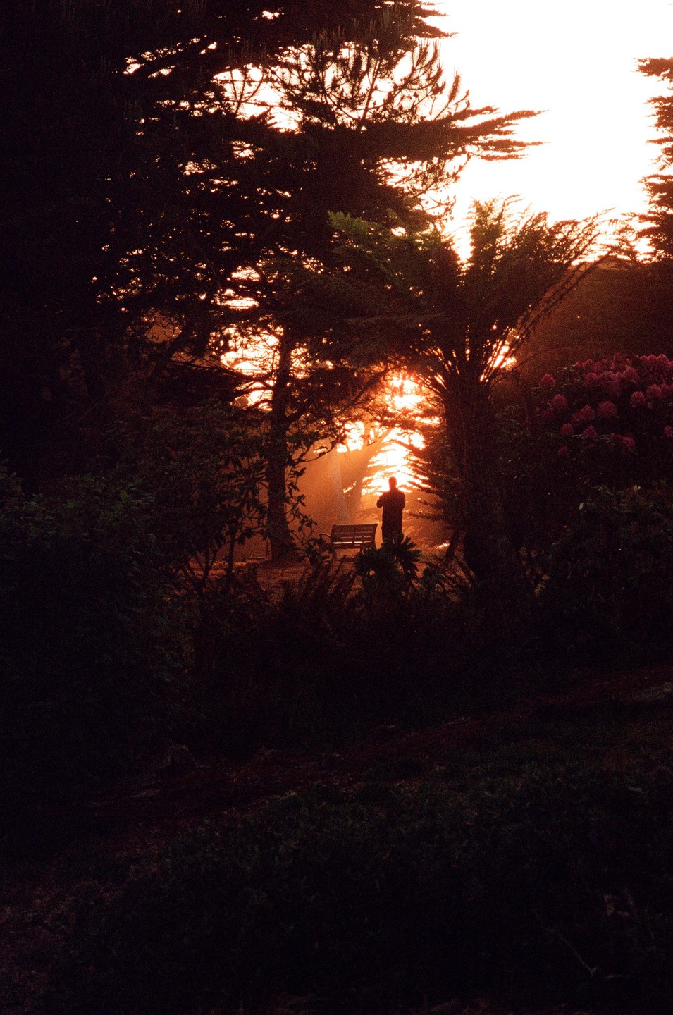 A man stands silhouetted against a bright orange sunset in a park.