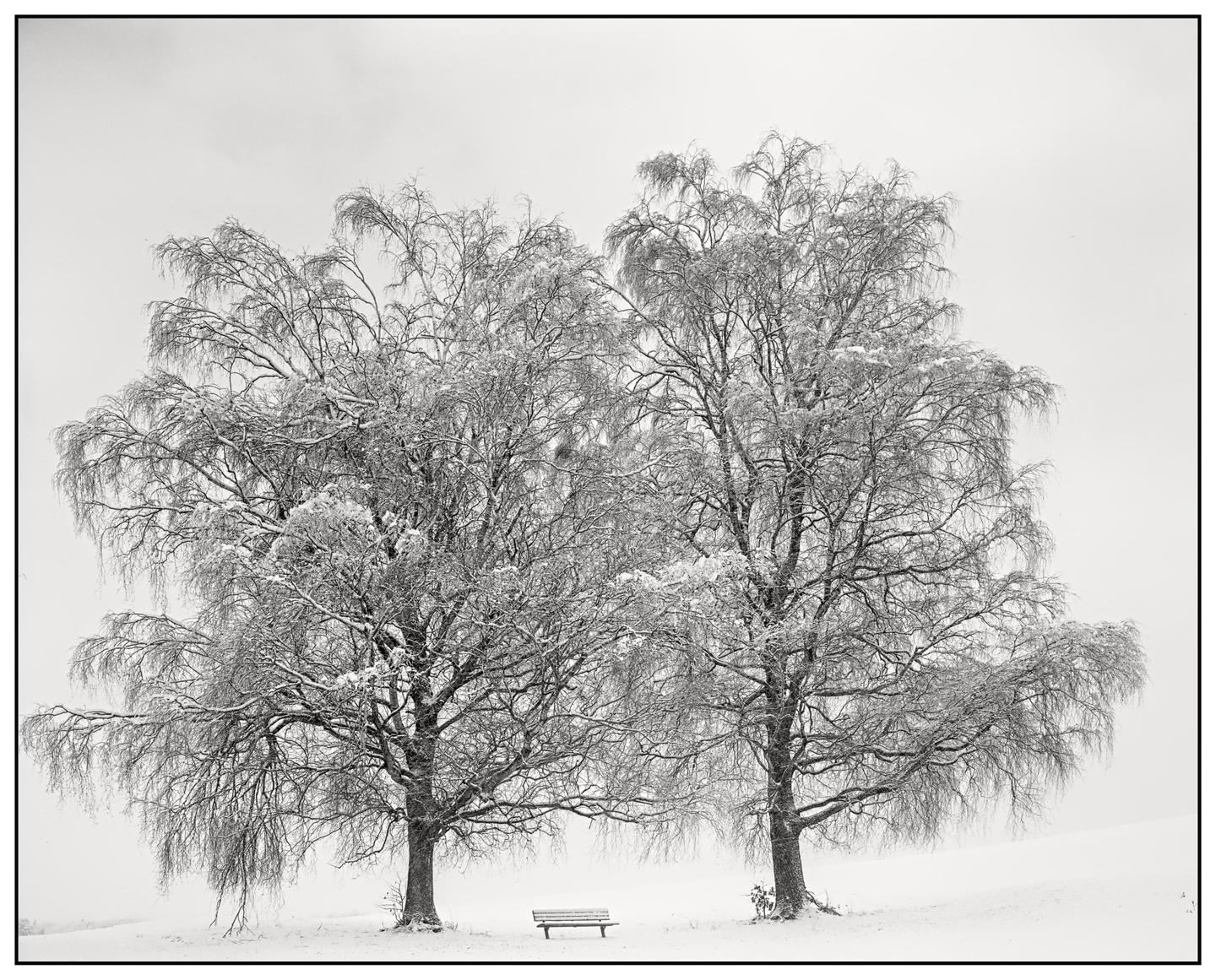 Two snow-covered trees stand over a bench in a field of snow.