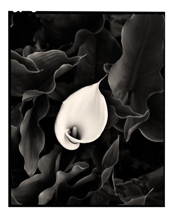 A single calla lily is surrounded by dark foliage.