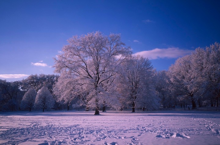 A snow-covered field with trees covered in snow under a bright blue sky.