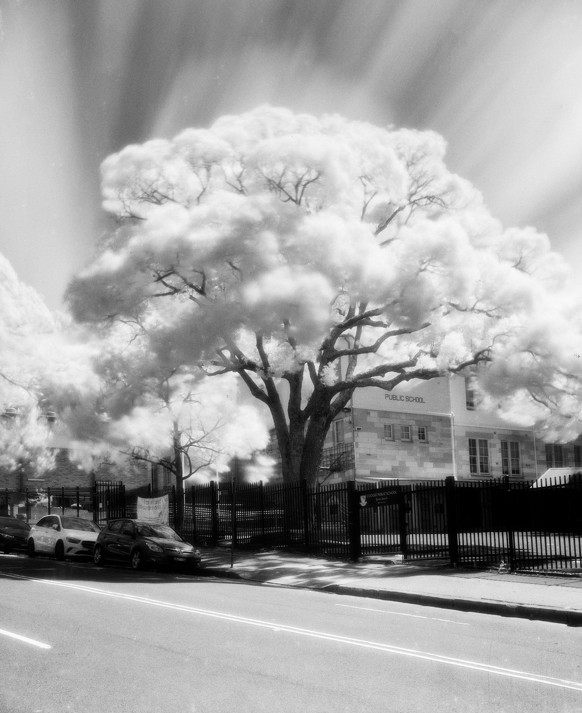 A large tree with bright foliage stands in front of a public school building and a street with parked cars.