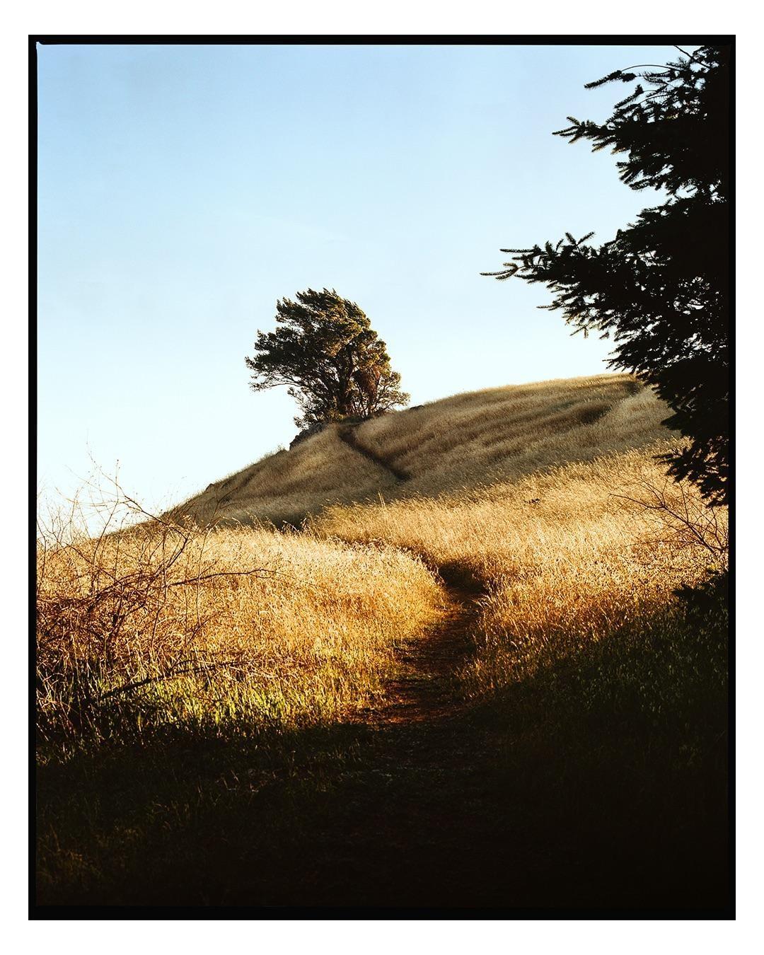 A winding path leads up a grassy hill towards a lone tree under a clear sky.