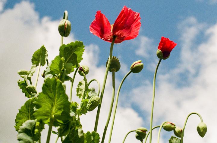Red poppies and green buds reach towards a bright blue sky with white clouds.