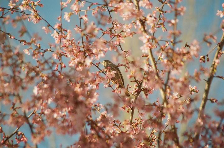 A small bird is perched among pink blossoms on a tree branch against a blue sky.