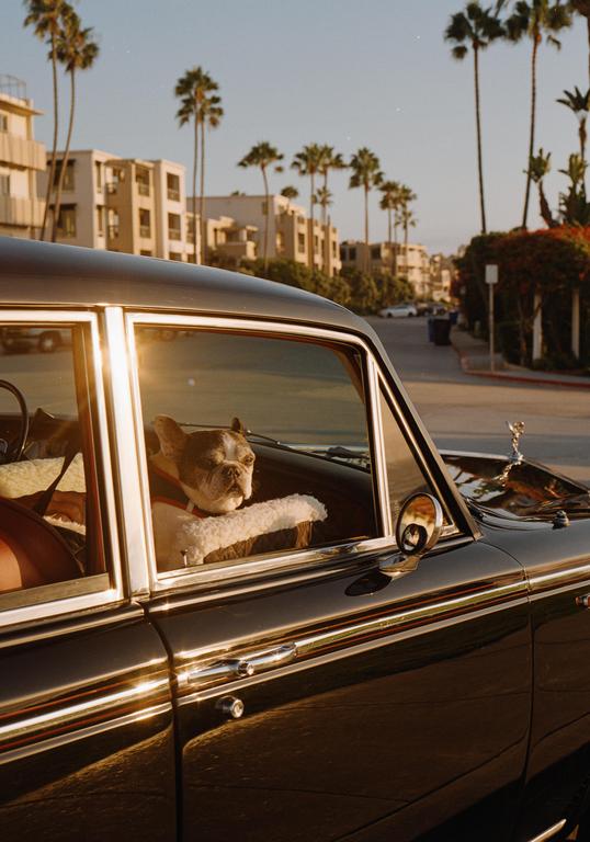 A french bulldog looks out the window of a black car on a street lined with palm trees and buildings.