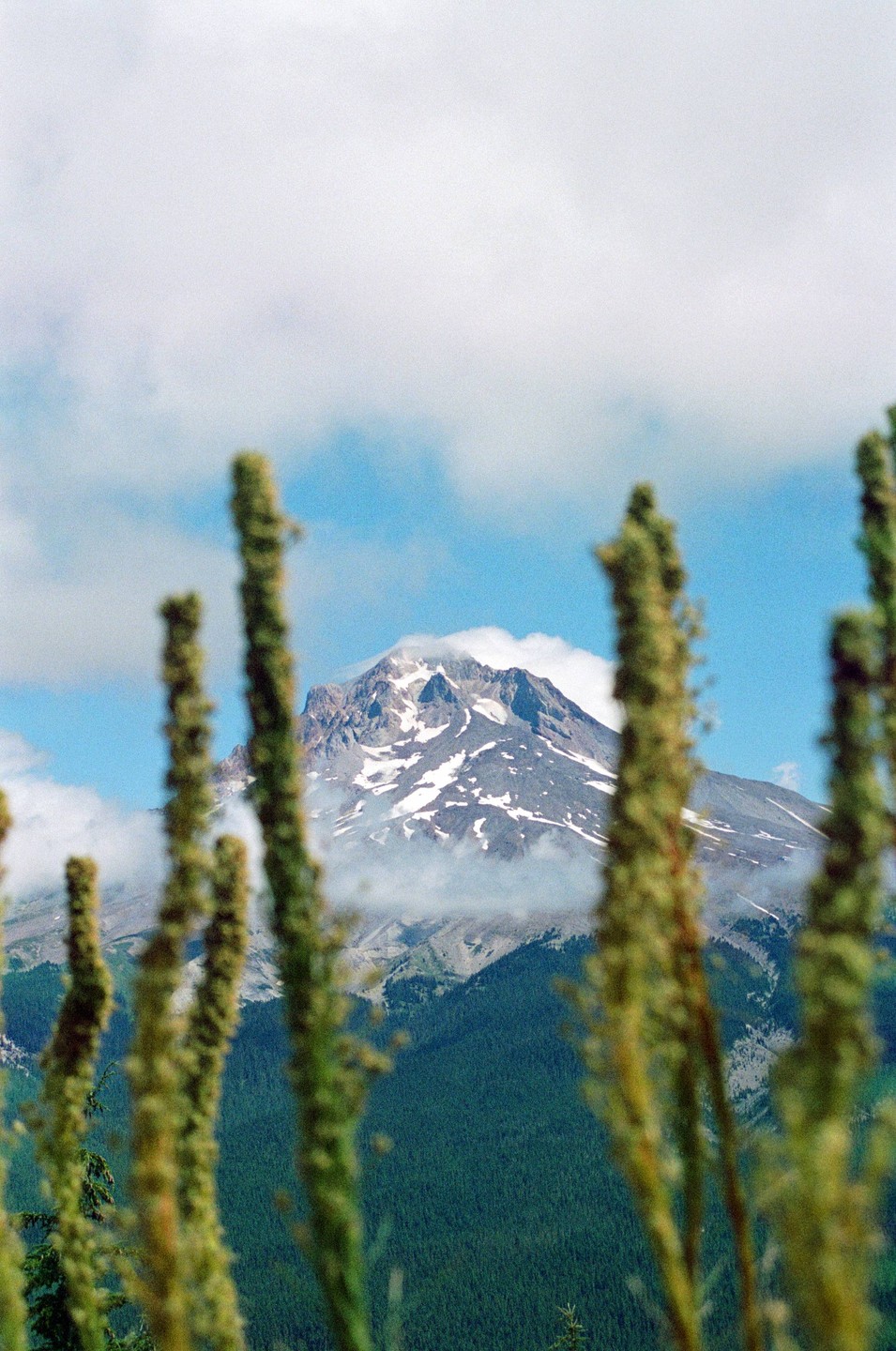 A snow-capped mountain peak is visible through blurred green plants in the foreground.