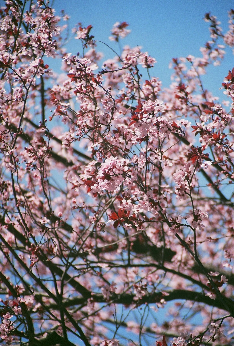 Pink blossoms and red leaves are visible on tree branches against a clear blue sky.