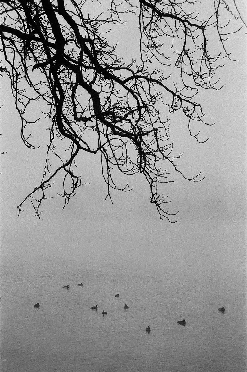 Bare tree branches hang over a body of water with several ducks swimming in it.