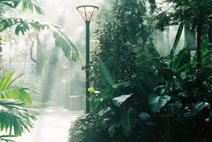 A tall lamp post stands amidst lush green foliage, with mist filling the air.