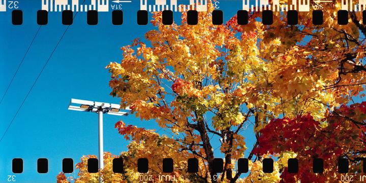 A tree with autumn foliage in shades of yellow and red stands against a clear blue sky, with a street light visible on the left.