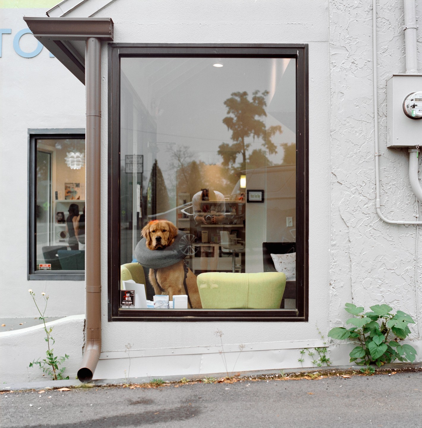 A golden retriever wearing a neck pillow sits in a shop window.