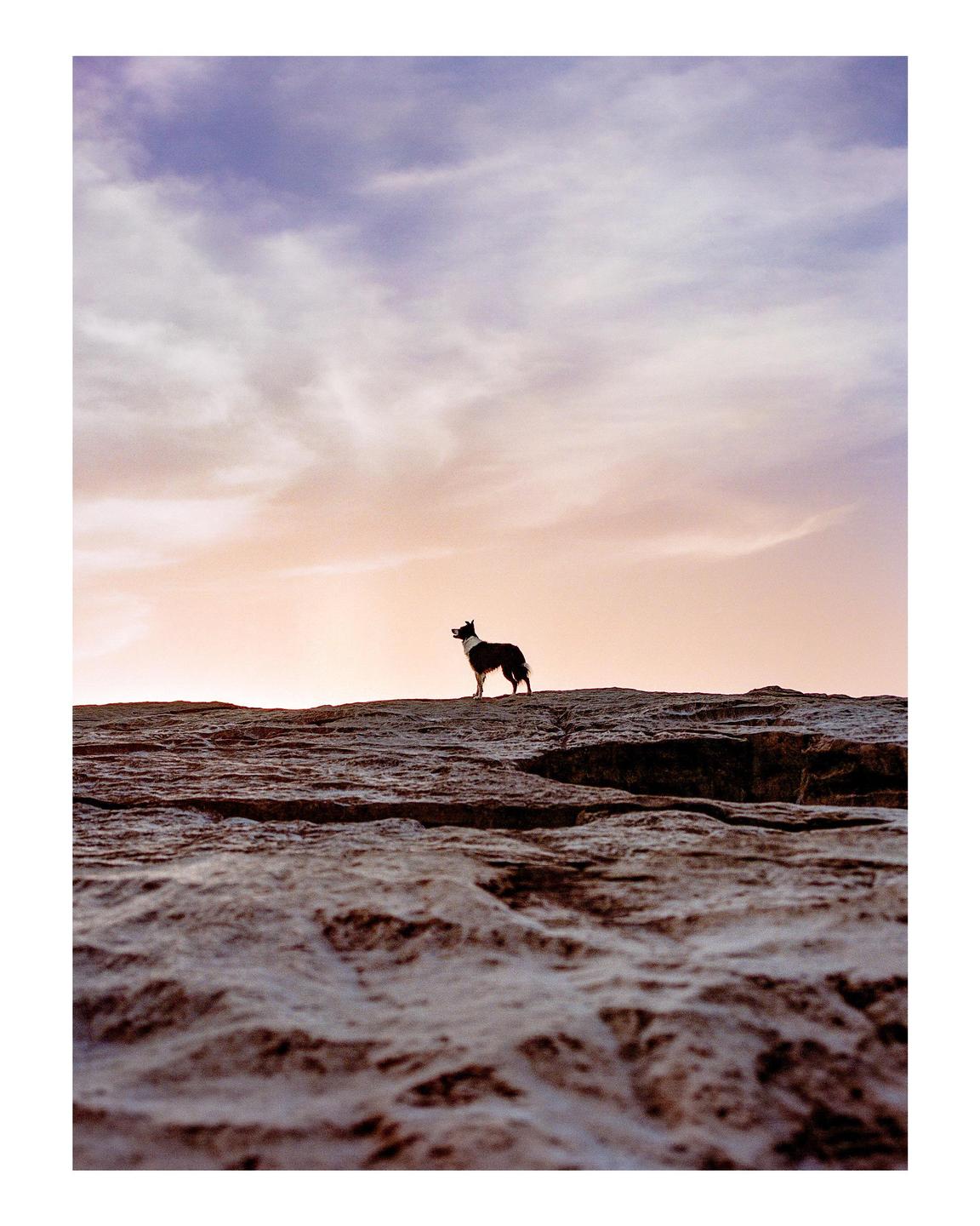A dog stands on a rocky outcrop against a colorful sky at dawn.