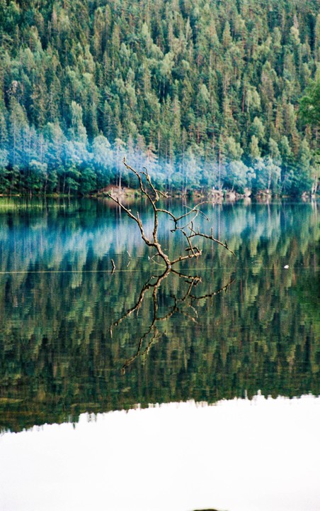 A bare branch extends over a lake reflecting a forest and a hazy shoreline.