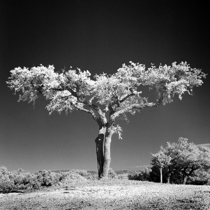 A large tree with bright foliage stands prominently in a landscape with a dark sky.