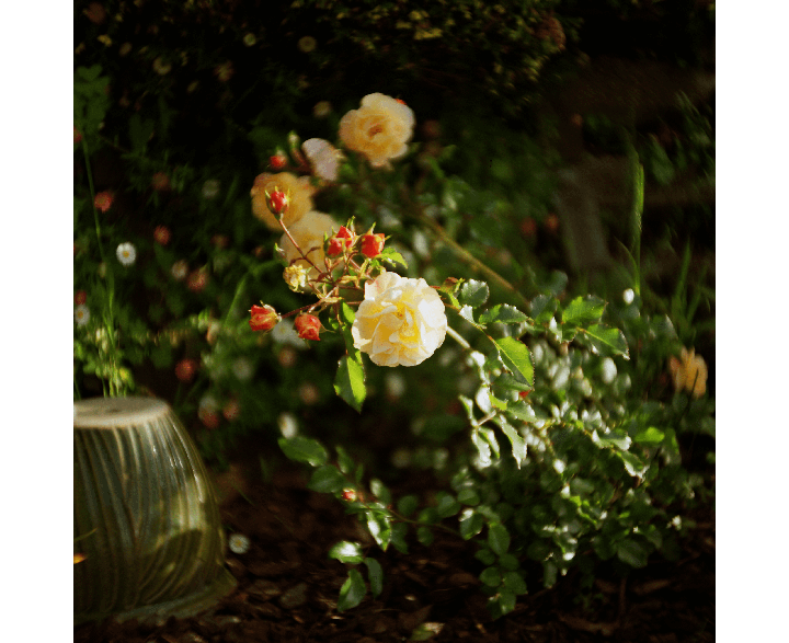 A cluster of light yellow roses and red rosebuds are visible on a bush in a garden.