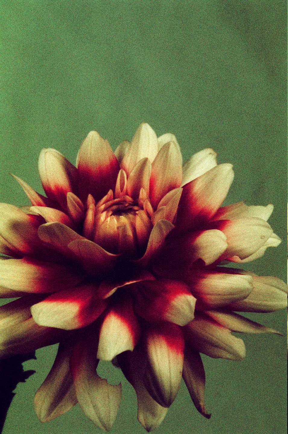A dahlia with red and white petals is centered against a green background.