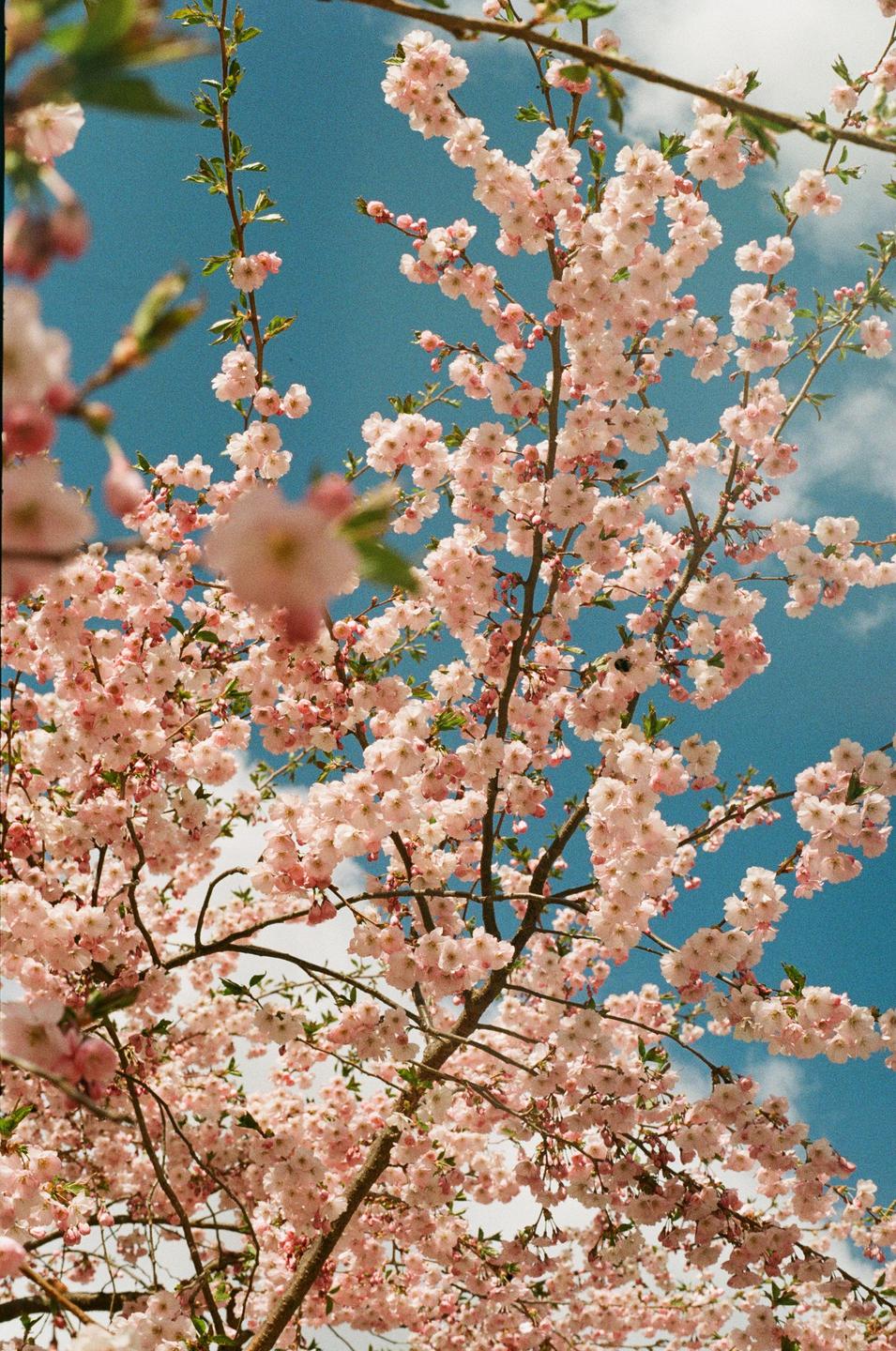 Pink cherry blossoms fill the frame against a bright blue sky with scattered white clouds.