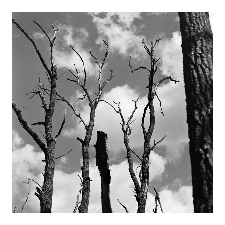 Several bare trees stand against a cloudy sky.