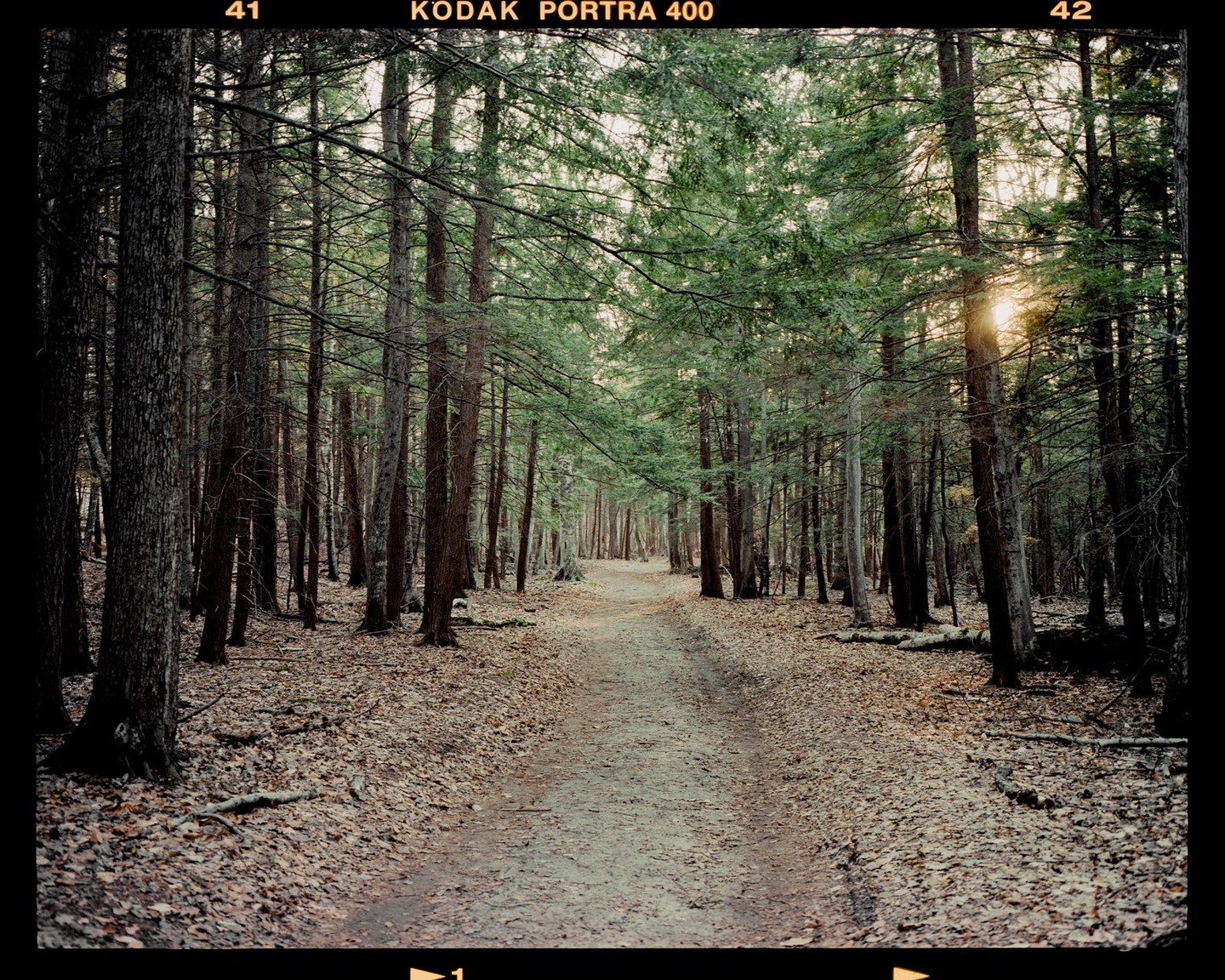 A dirt path leads through a forest with tall trees and fallen leaves on the ground, with sunlight peeking through the branches.