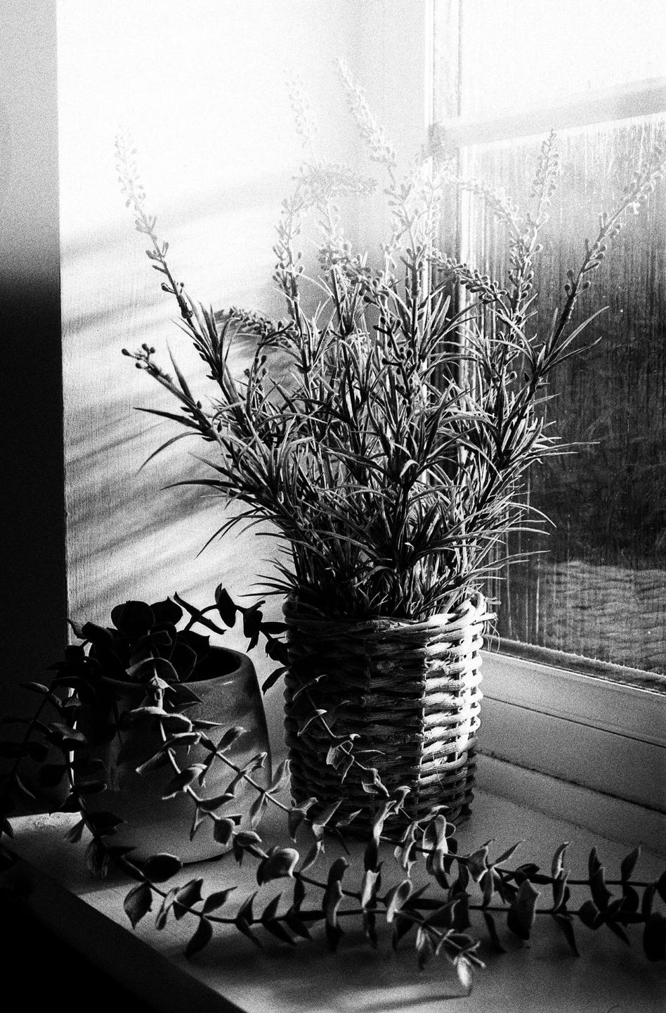 Two potted plants sit on a windowsill, one in a woven basket and the other in a ceramic pot, with light streaming through the window.