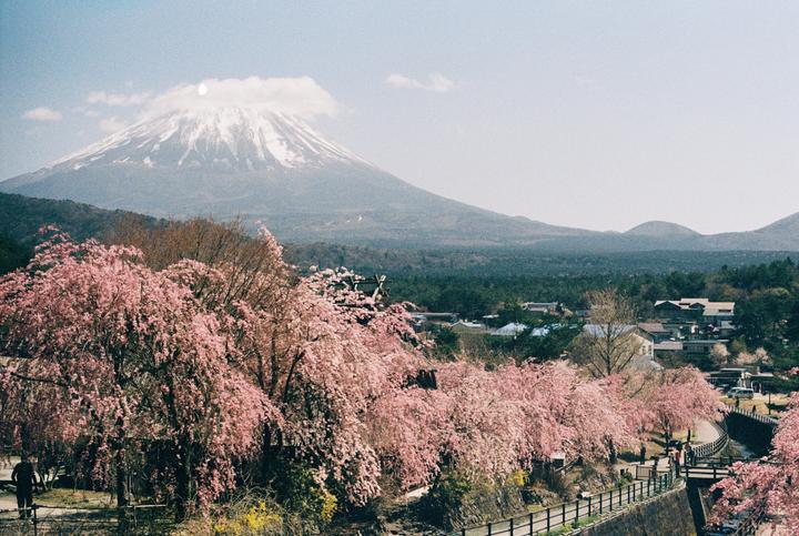 A snow-capped mountain rises above a town surrounded by pink cherry blossoms.